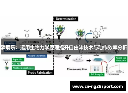 潘展乐：运用生物力学原理提升自由泳技术与动作效率分析